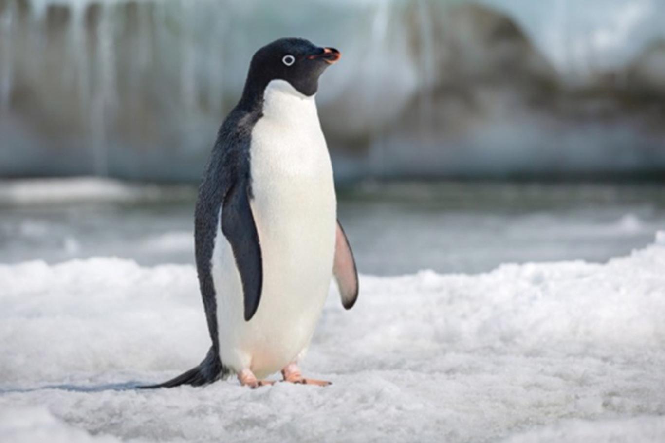 Yeni Zelanda'da insan boyutunda penguen fosili bulundu